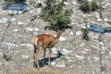 A young deer walks the rocks in search of food. A fawn in the reserve