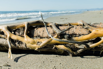 Fototapeta na wymiar dry tree on the beach