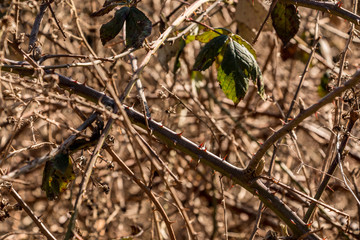 Bush of spines in the middle of the forest