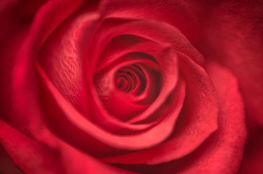 Close up of red rose flower. Macro photo with shallow depth of field and soft focus. Can be used as a background for greeting cards.