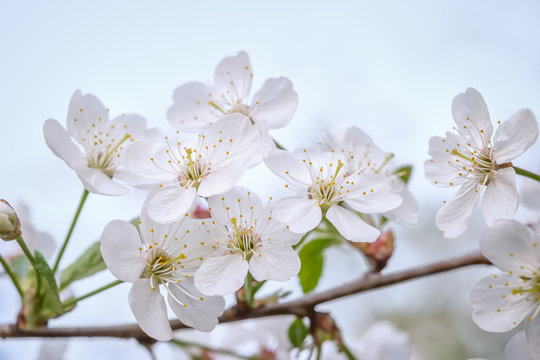 Close-up of a blossoming branch of a cherry tree on blue sky background. Macro photo with shallow depth of field and soft focus.
