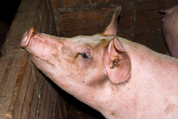 pigs in peasangt farm