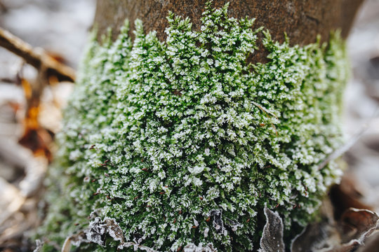 Frozen moss on tree outdoor at end of winter