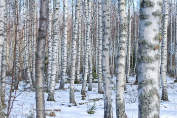 Swedish birch