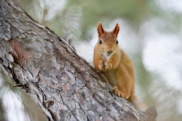 A very cute redhead squirrel sits on a tree. Red-haired squirrel beautiful, close-up on pine