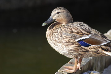 Female Mallard