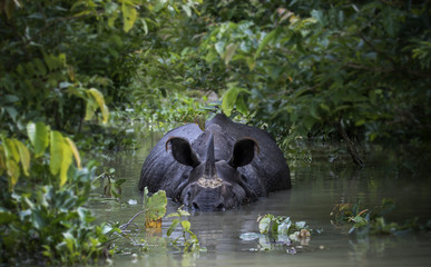 Rhino in Water