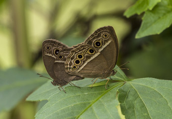 Plakat butterfly on leaf
