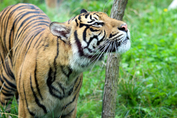 Fototapeta na wymiar close up of a tiger rubbing its head on a tree branch