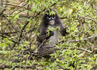 Hoolock gibbon