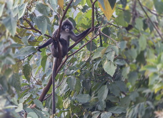 Hoolock gibbon