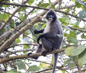 Hoolock gibbon