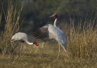 sandhill crane in the grass