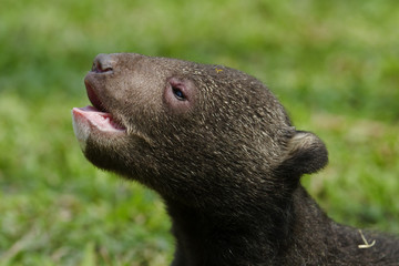 Obraz premium Baby Bear