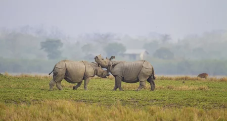 Fototapeten Nashorn Fighting Rhino  © KK
