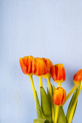 Tulips on a blue wooden background
