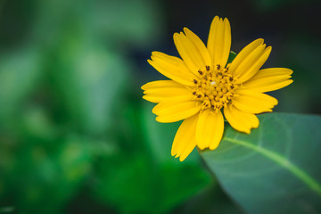 Beautiful yellow flower close-up in garden. concept of nature background and copy space design.