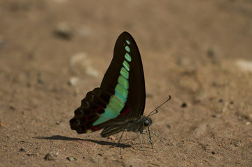 butterfly on a leaf
