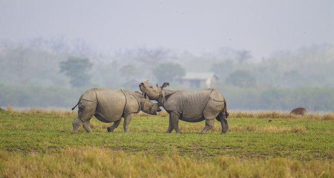 Fighting Rhino