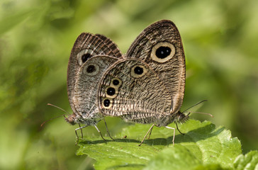Fototapeta premium butterfly