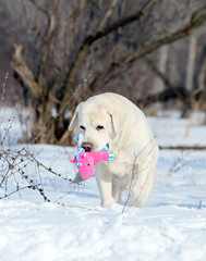 yellow labrador in winter in snow with a toy