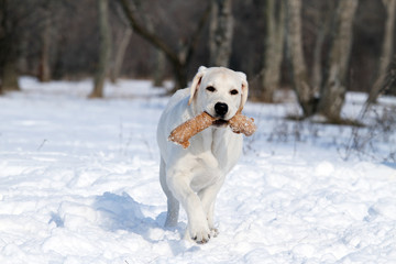 a yellow labrador in winter in snow with a toy