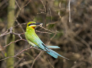 Blue-tailed bee-eater 