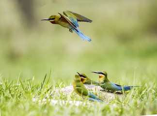 Blue-tailed bee-eater
