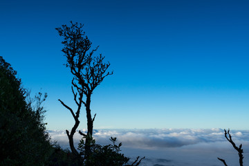 Obraz na płótnie Canvas silhouette tree and hill with blue sky and cloudscape