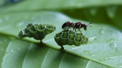 ant on leaf