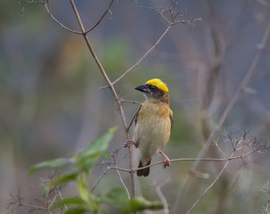 Baya weaver