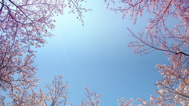 満開の桜の木に囲まれた空