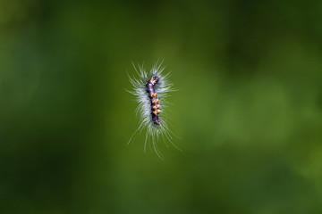 caterpillar on a leaf