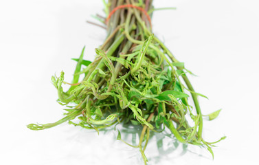 Close up view of Ipomoea aquatica Forsk. Soft shoots of morning glory banded with rubber on white ground.