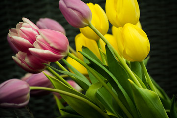 Dutch Pink Purple Yellow Tulips In Water With Green Leaves