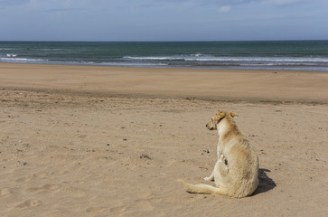 dog in the beach