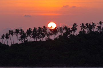 Sunrise Coconut trees