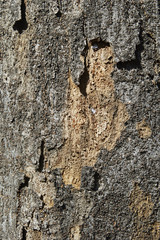 old wood texture