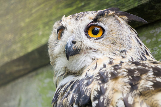 A big owl with ginger eyes sitting on a ledge in its wooden house in a zoo