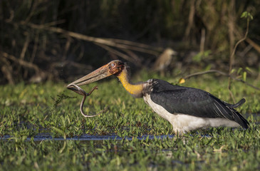 Catching Snake by Adjutant