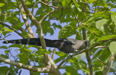 Green Shama. on branch