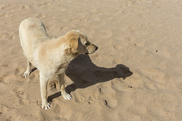 dog in the beach