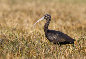 Glassy Ibis