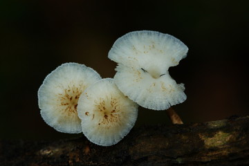 Fungi 
