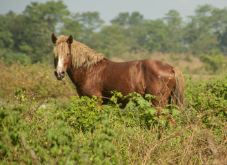 Feral horse in field
