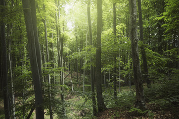 sunny green woods landscape