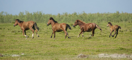 Obraz premium Feral horse on a pasture