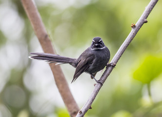 bird on a branch