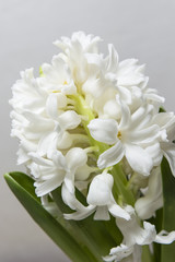 White hyacinth flower.
