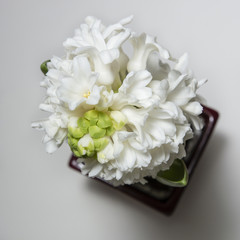 White hyacinth flower.